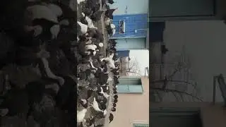 Turkey farming in India || Turkey chick supplier || Bhumika Animal Breeder Farm || +919229881876