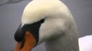 Swan Closeup
