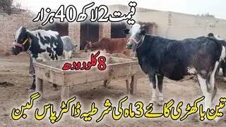💎28/12/2025(03263951451)2 bakhardi gay Friesian cholistani Cross 2 month ki gaban milk 10/10