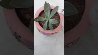 #youtube #plantperfect #youtubeshorts #garden #plants #gardening #flower #trending #trendingshorts
