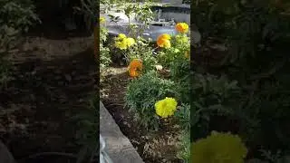 geda phool,#nature #flowers #new#trending #love #happy #feel #shorts #viral #entertainment # garden