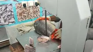 Fish cutting machine | How to cut fish into pieces with a machine, how easy it is.  