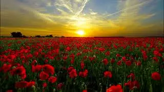 In Flanders Fields by John McCrae / A Poem for Remembrance Day