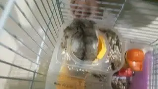 HOW TO TOUCH A CUTE HAMSTER'S BODY PARTS SAFELY FROM BITES || SIMPLE HAMSTER ESCAPE