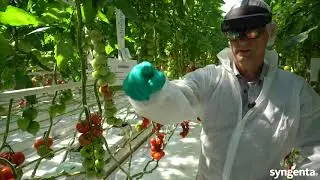 VR view in a tomato greenhouse