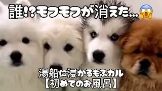 初めてのお風呂でモフモフが半分に…もふカルの衝撃の濡れ姿がこちらです【もふもふカルテット L9】