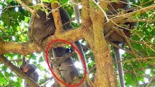 Omg, Big Monkey Janet Request Milk from Mom again and again, Mom not Share Janet Cry Convulsion.