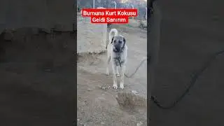 90CM'LİK MALAKLININ BURNUNA K&Ouml;T&Uuml; K&Ouml;T&Uuml; KURT KOKUSU GELDİ SANIRIM! #shorts #short #kangal  #malaklı