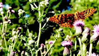 An Invasion of Beauty - Orange Butterflies in the Thistle Wind | SATISFYING