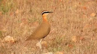 Indian Courser | Jayamangali Blackbuck Reserve
