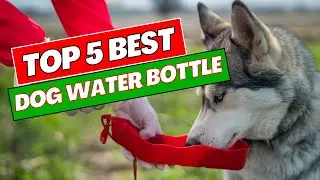 Top 5 Best Dog Water Bottle in 2025