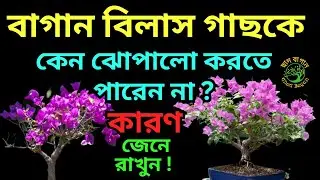Bougainvillea Plant plant Care Tips | Bougainvillea Bonsai Care|Bougainvillea Garden tour|#chadbagan