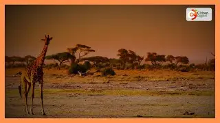 Tourists locked out of Lake Nakuru National park despite free park entry order