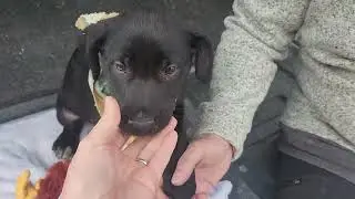 CCPAL pup Kota