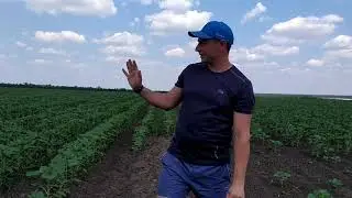 Подсолнечник ЕС Саксон в фазе развития и стрессовых факторов. Отменный результат и урожайность.