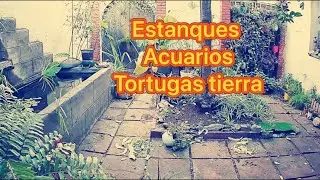 Qué pasa ? con los estanques, acuarios y tortugas cuando me voy unos días fuera
