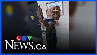 Meet &lsquo;Esdras,&rsquo; the 12-pound lobster that sold in Quebec for $170