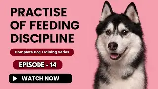 Episode 14 | Complete Dog Training Series | Practice Of Feeding Discipline | 9849486806