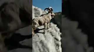 The Fastest Vertical Climb You'll Ever See | Adventure in mountains | #adventure #ibex #wildlife