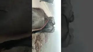 Yadav dairy farm #virel#video