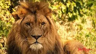 Lion Kingdom