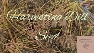 Harvesting Dill Seed