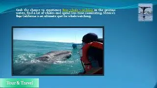 Baja Whale Watching Camp