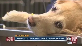 Smart Collar keeps track of pet health