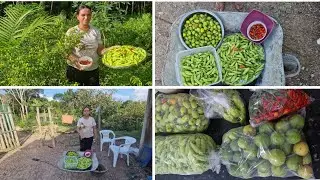 Hoje colhi bastante pimenta no nosso sítio. 