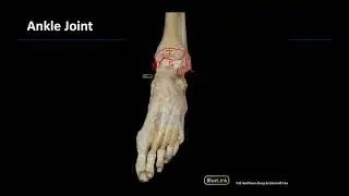 Lower Limb Joints - M1 Dissection Supplement