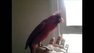 Winslow the cardinal's mating dance *WARNING! LOUD!*