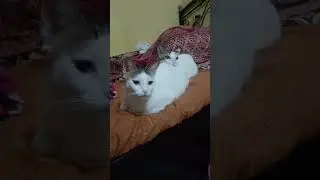 Motivational story #🤣🤣🤣#Toby or Lucy ki story #😍😍😍#cuteanimal #🙀🙀🙀