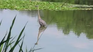 Great Blue Heron on the move P1 @ Milne Park, Markham ON, July 31, 2024