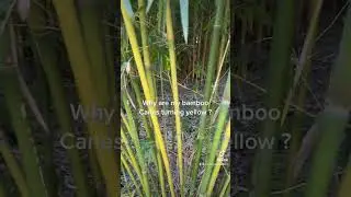Why are my bamboo canes turning Yellow?  Sun bleaching