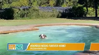 Paw-sing 4 Pets! Give Rounder A Furever Home | River City Live
