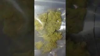 gelato 41 review