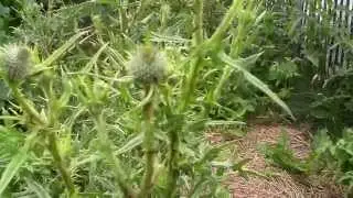 FAMILY FARMER  THISTLE
