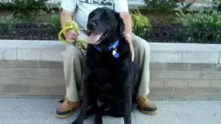 Buddy-Available for adoption at the Humane Society of Missouri