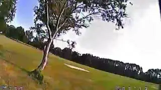 QQ190 Tank Tree Oribing