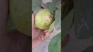 guava#guava #furut #gardening #shorts #ytshorts #subscribe #support