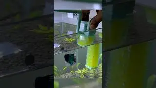 BEST water fall aquarium filter | NEPALL Ultra Silent aquarium internal filter of aquarium #shorts