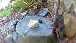 Titmouse says WTF when I'm cleaning the bird bath.