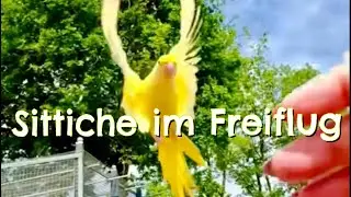 Gro&szlig;e Alexandersittiche Lutino lieben die Freiheit #freiflug #freiheit #vogeltraining #papagei