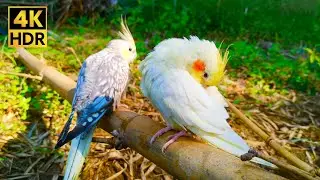 Peaceful Cockatiel Grooming (1 Hour) | Soft Bird Chirping, Forest & Water Sounds | 4K HDR
