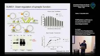 P. Fraser - SUMOylation pathways in neuronal function and neurodegeneration