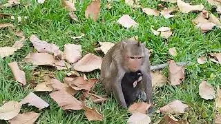Young Mama Sami Run Very fast to Sit Wait food Beside Road on Dec 9 G-Maz.2397-Ambers