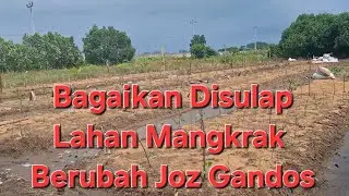 Bagaikan di sulap..Lahan Mangkrak langsung Josss
