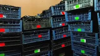 Рассада клубники фриго в наличии
