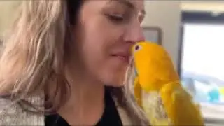 A Happy Ending for Our Golden Conures