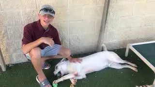 Meet Maverick at Rockwall Adoption Center